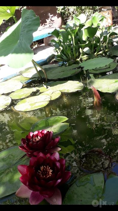 Продаются водяные лилии цвета:бардовые желтые розовые и водяные гиацин