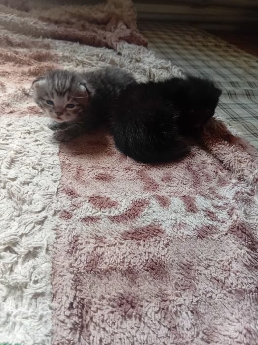Отдам котят срочно