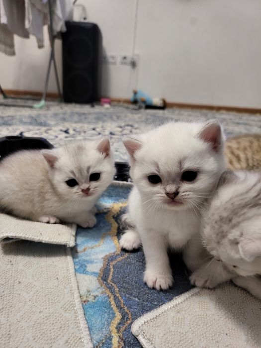 Шиншилла британская синий глазка