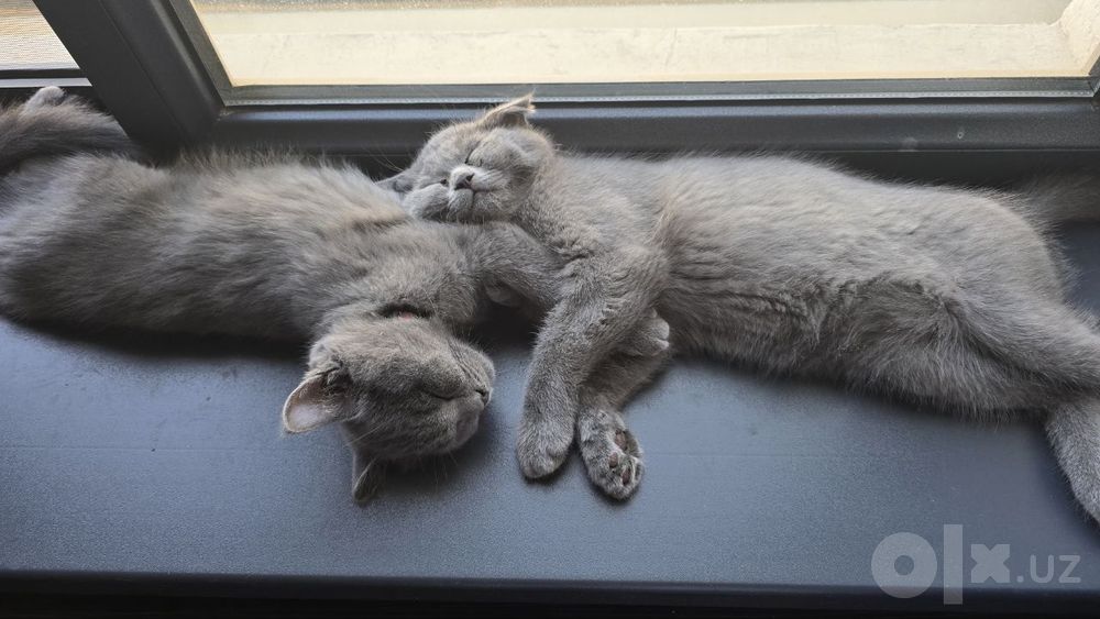 Скоттиш Фолд и Страйт
