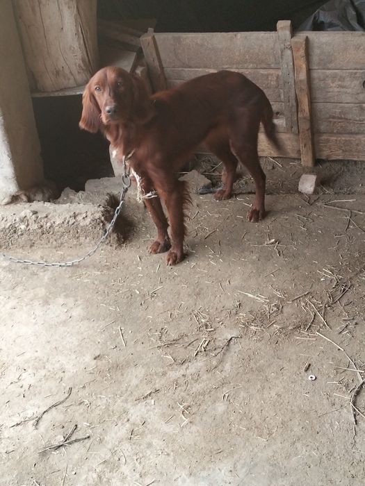 Охотничи сабака сеттер