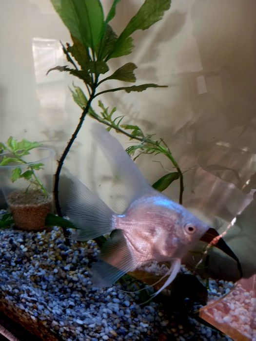 Золотые рыбки Скалярия.