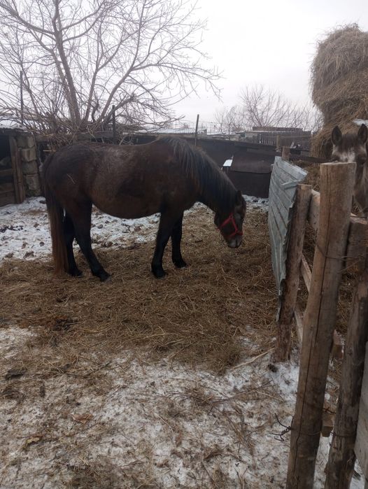 Продам кобылу 4 года