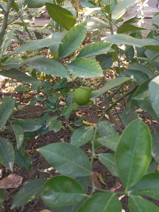 Киви кучатлари - саженцы Киви