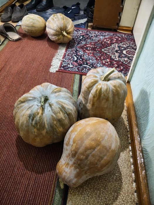 Продам тыкву недорого