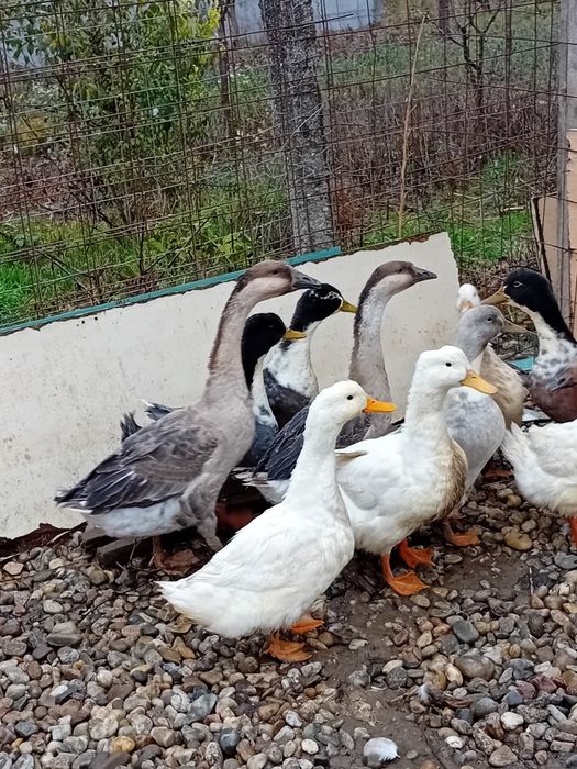 Rata peking . De vanzare