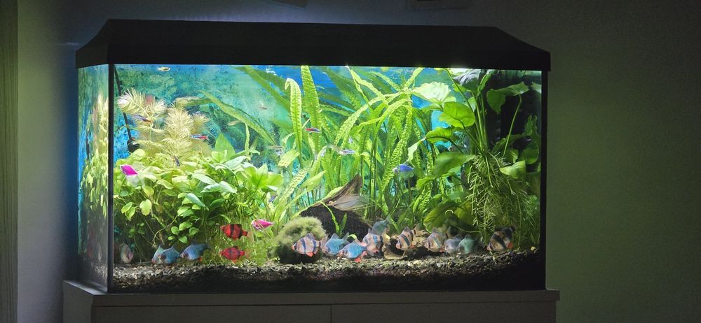 Acvariu complet cu stand si vietuitoare