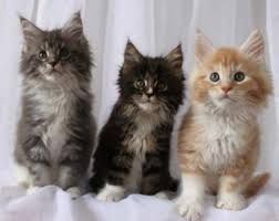 Готовы к брони котята Мейн Куна