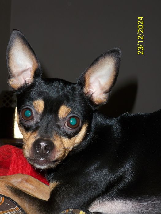 Вязка той терьер