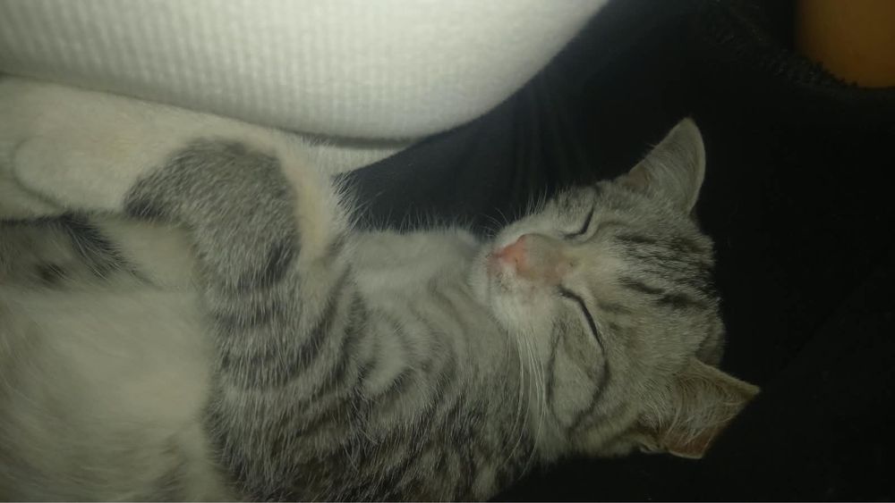 Котик в добрые руки
