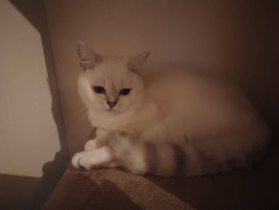 Котенок  шиншилла  мальчик