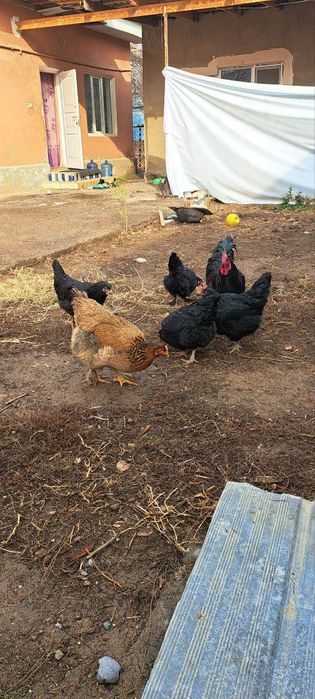 Хороз товула сотилади