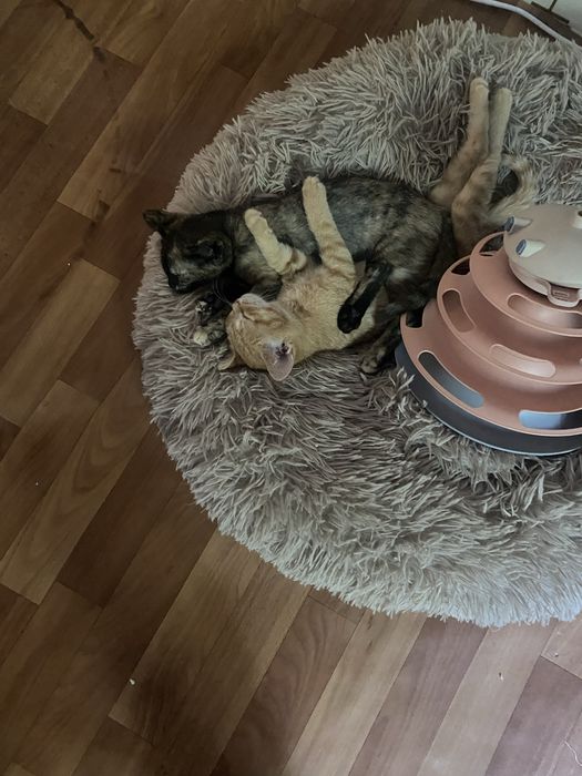 Котят отдам даром