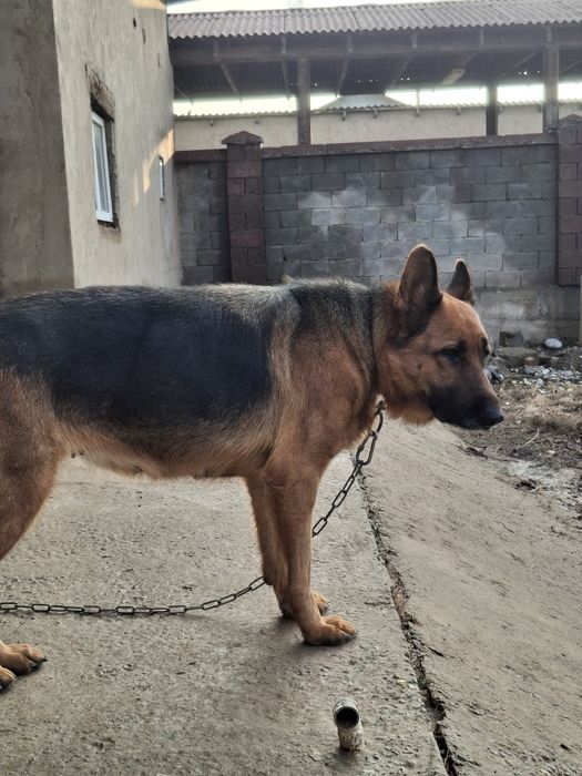 Немецкая овчарка