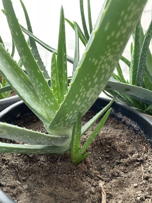 Алое Вера лечебное от 3х лет