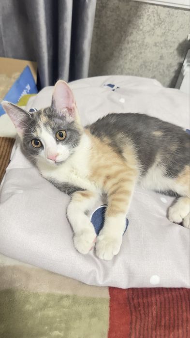 Отдам в хорошие руки