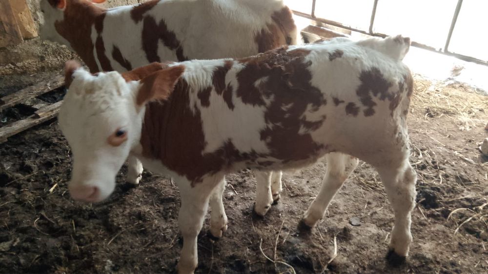 un bou balțat și o vițea belgian de vanzare
