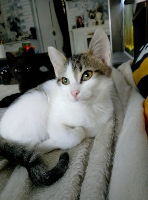 Кошечка ищет домик