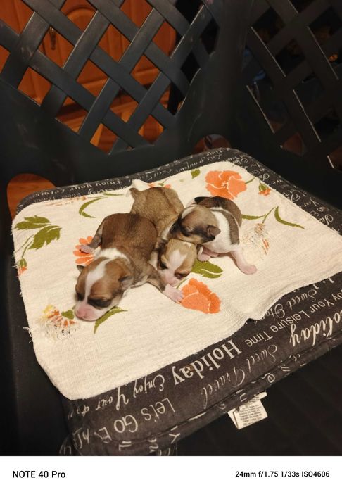 чихуахуа две момиченца и едно момченце