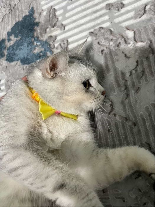 Mushuk сотиладиии