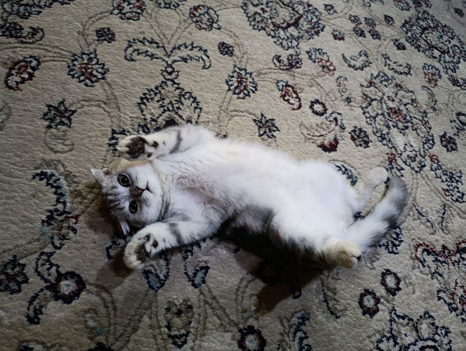 Кошка продажа Scottish Fold