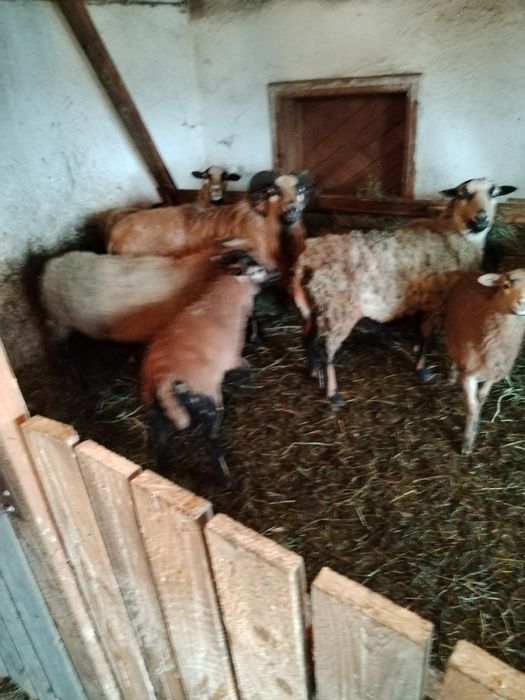 Oaie cameron de vanzare