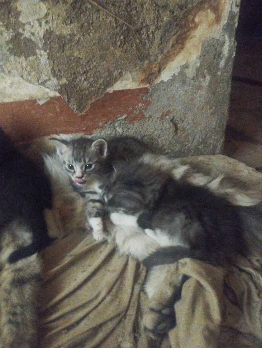 Отдам в добрые руки котята / Продаётся котята / Самарканд