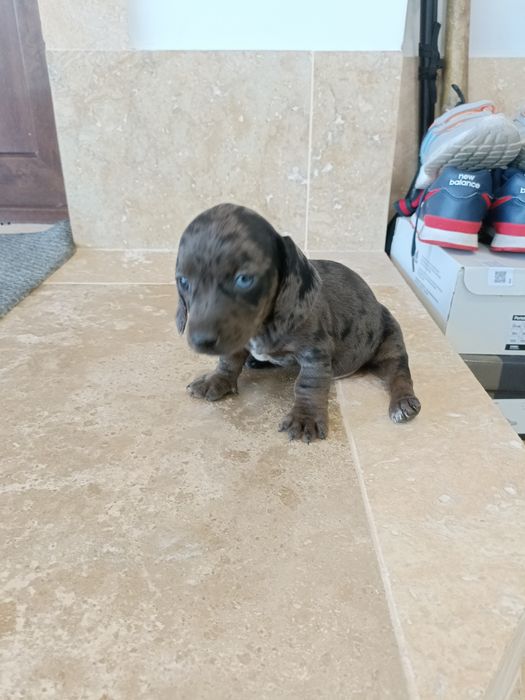 Teckel mini arlechin , tekel mini ochii albastrii , dashund