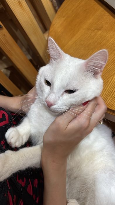 Отдадим котика даром