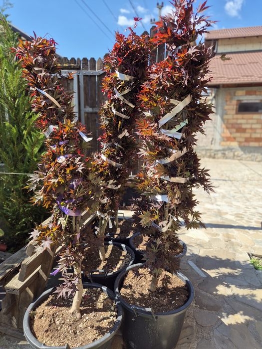 Plante ornamentale diferite specii si dimensiuni livrare gratuita în toată România