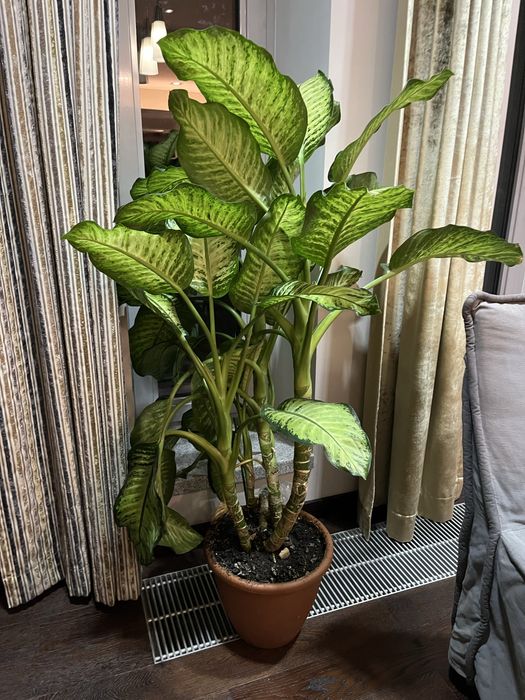 Цветок диффенбахия