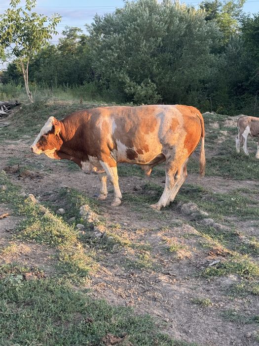 Vand taur baltata romaneasca