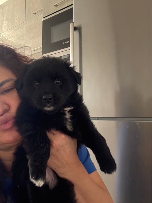 Самый красивый щенок в добрые руки