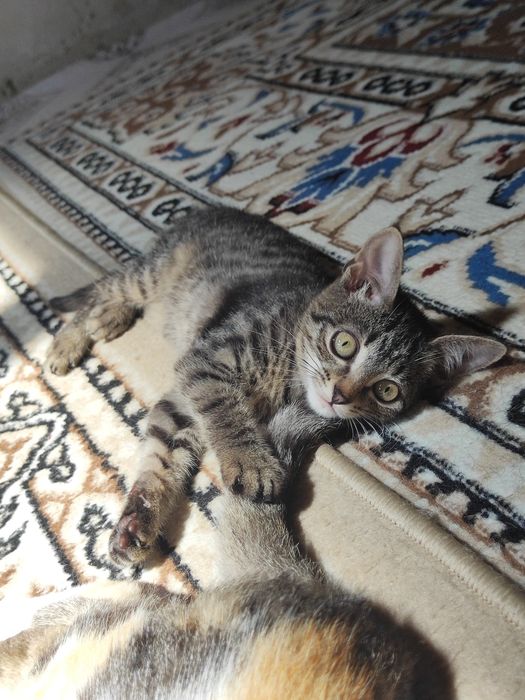 Отдам котята бауырластар 2