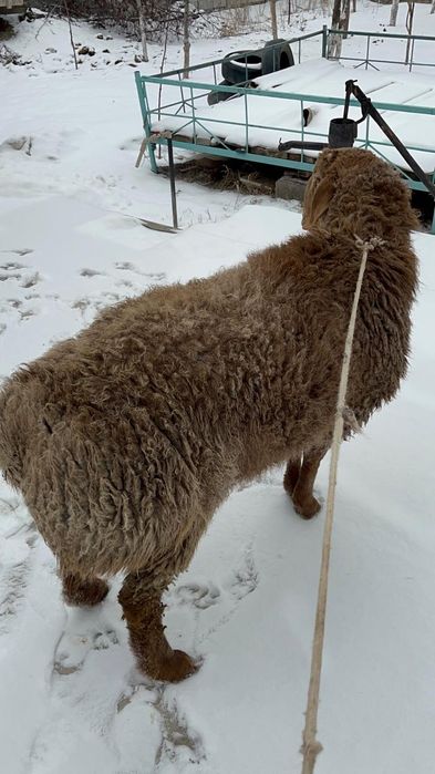 Семіз қойлар тоқтылар