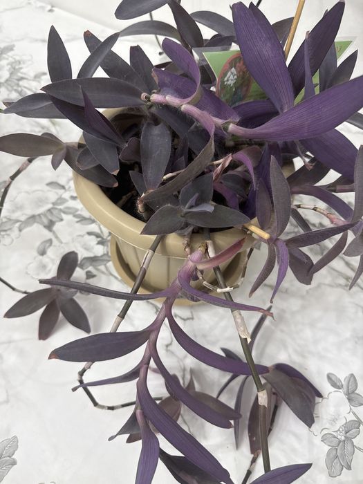 Расстения домой,дикор