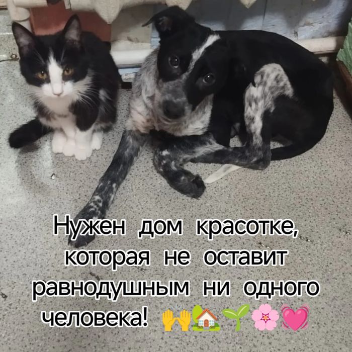 Отдам щенка в надёжные руки