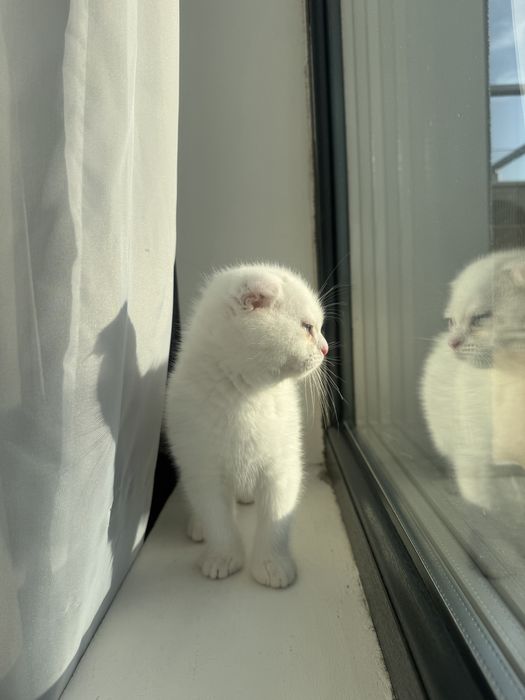Scottish fold alb pedigree