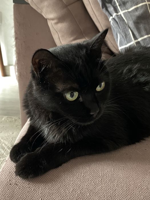 Трехлапый черный котик