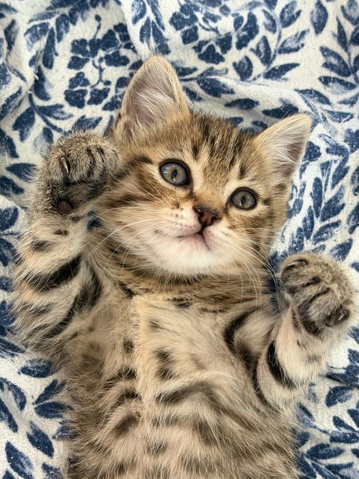 котята шотландцы