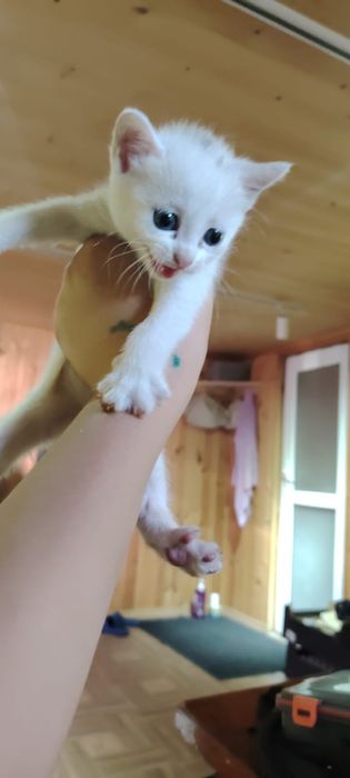 Отдам котят в добрые руки .