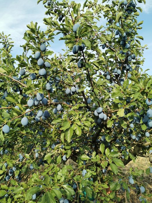 Vând prune diverse soiuri