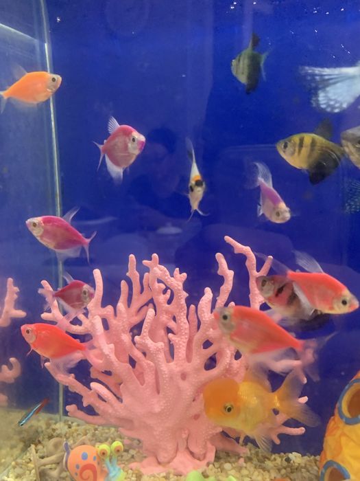 Аквариумные рыбки