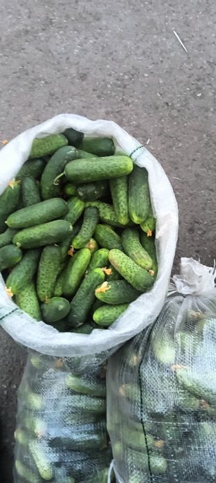 Огурцы грунтовые