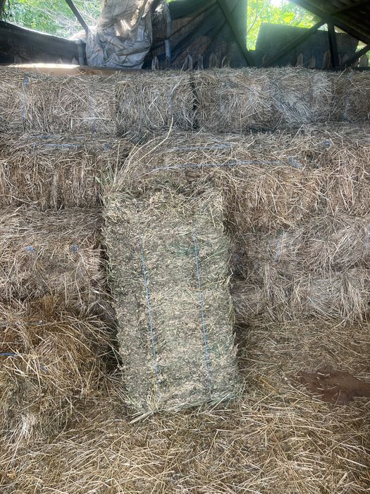 Baloți lucerna foarte buni.