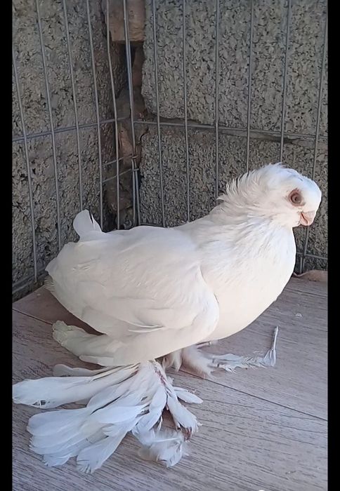 Гульбодам самец молодой