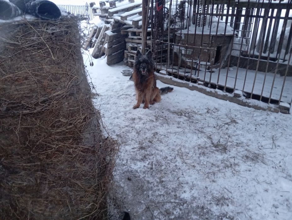 Отдам щенка в хорошие руки.