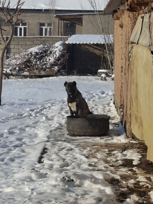 Алабай зоти тоза ит