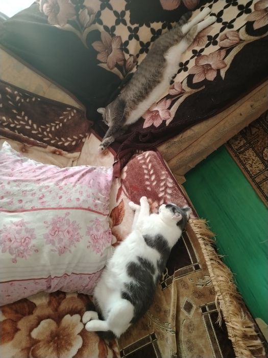 Отдам кошечек стерилизованых