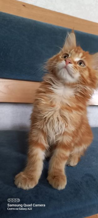 Продам котёнка мейн кун девочка